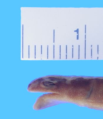Media type: image; Herpetology A-4900